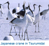 Japanese crane in Tsurumidai