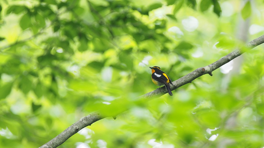 輕井澤野鳥之森