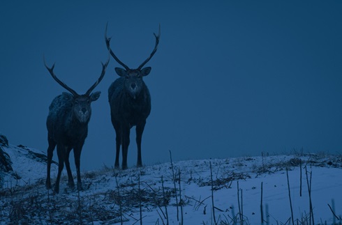Wildlife Night Drive in Winter