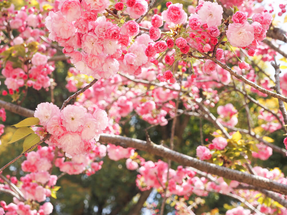 All You Need to Know About Vernal Equinox Day in Japan Prince Hotel Blogs