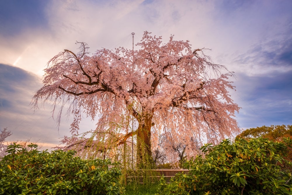 Maruyama Park