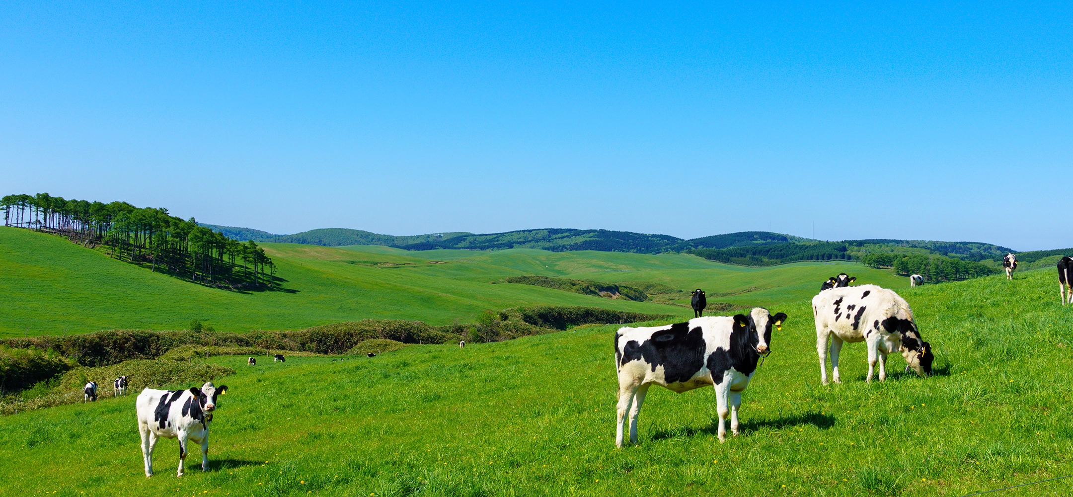 Escape the Summer Heat in Cool Kushiro: A 2-Night, 3-Day Hokkaido Itinerary