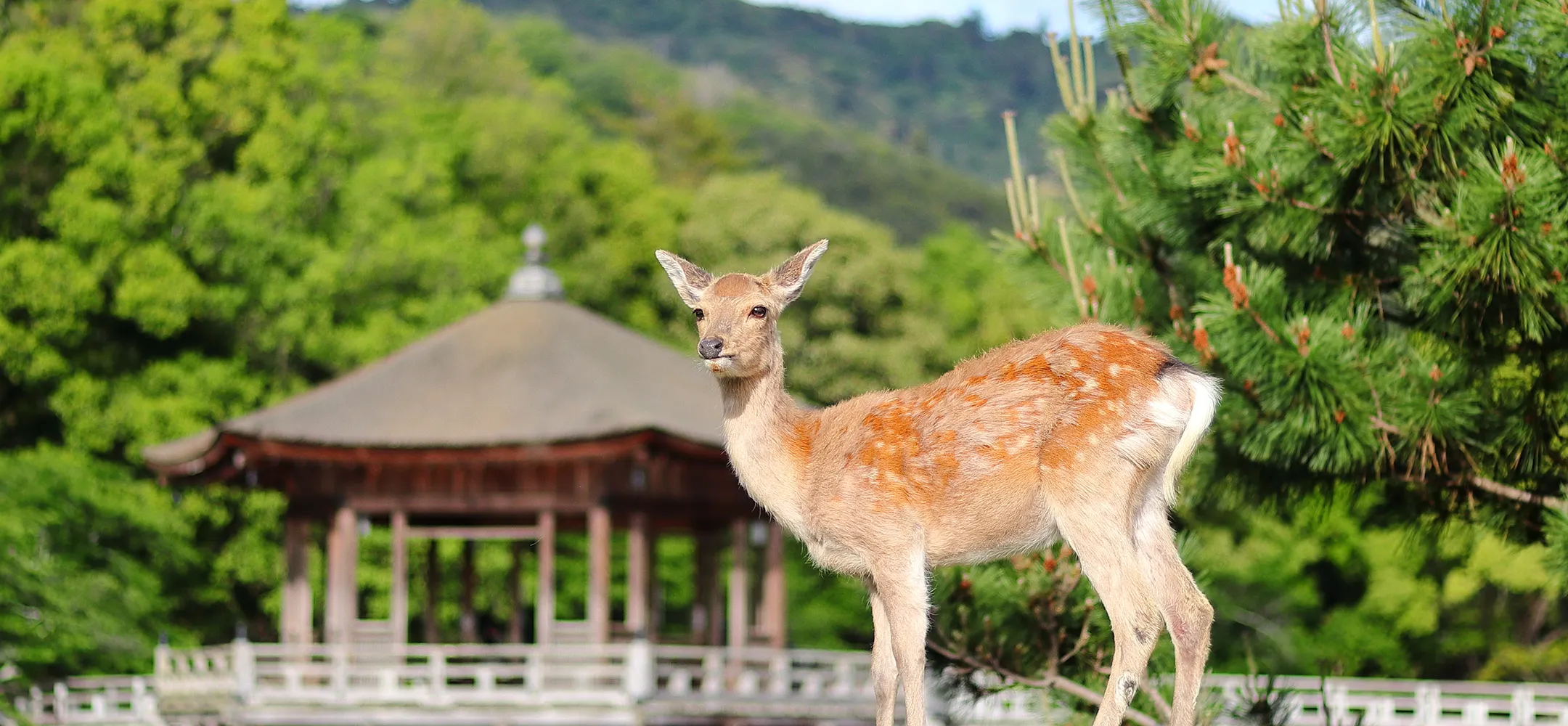Photo of deer in Nara Park and Fushimi Inari Shrine