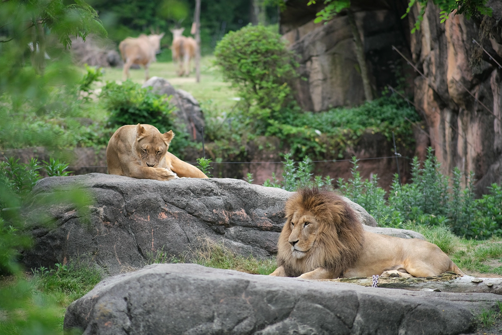 Lions in the Africa Savannah Zone