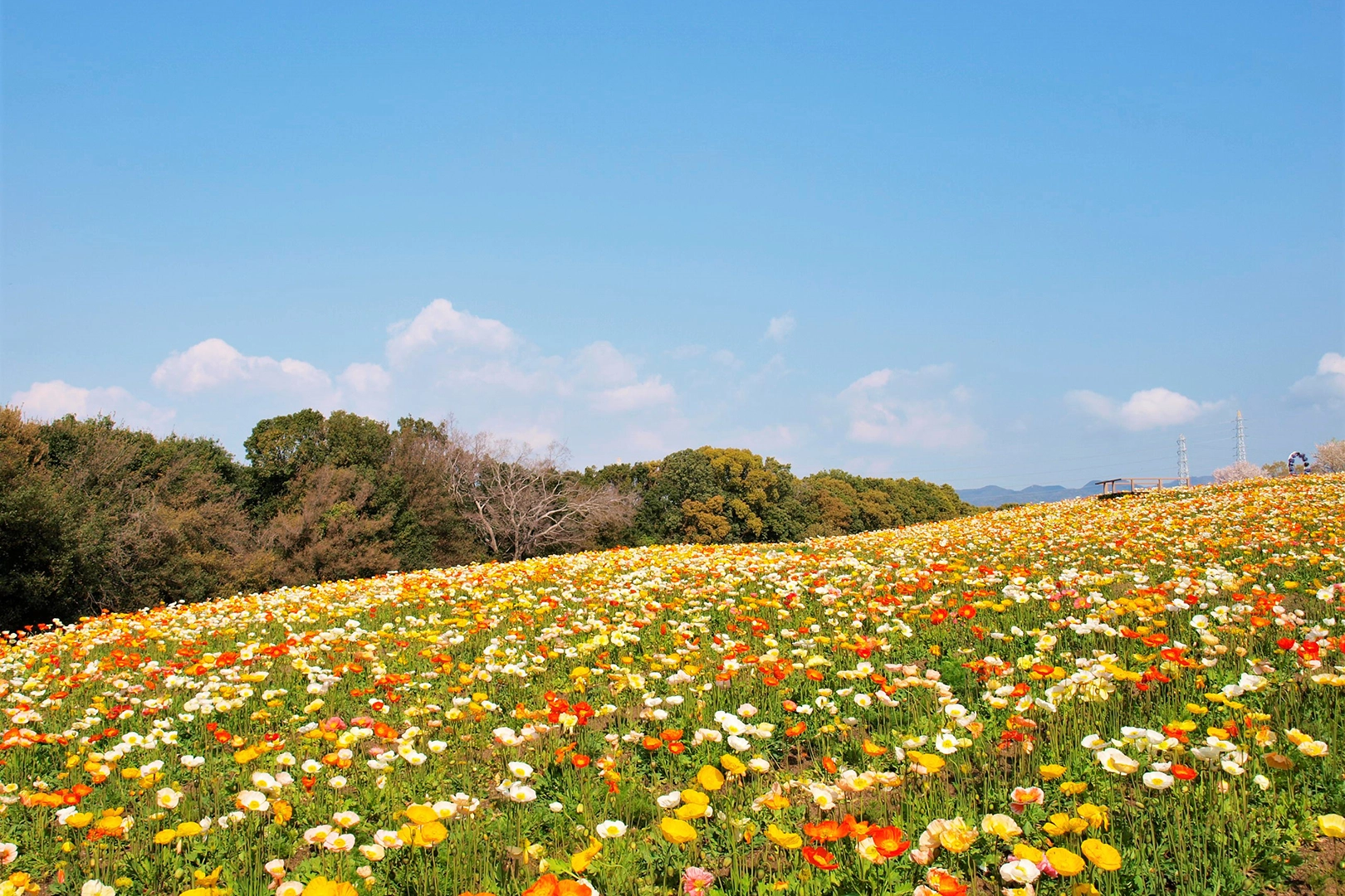 As the name suggests, the Hill of Flowers is bustling with seasonal blossoms