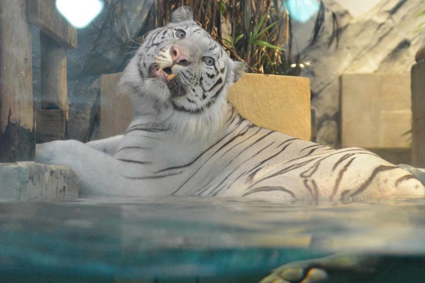 White tiger lying around leisurely