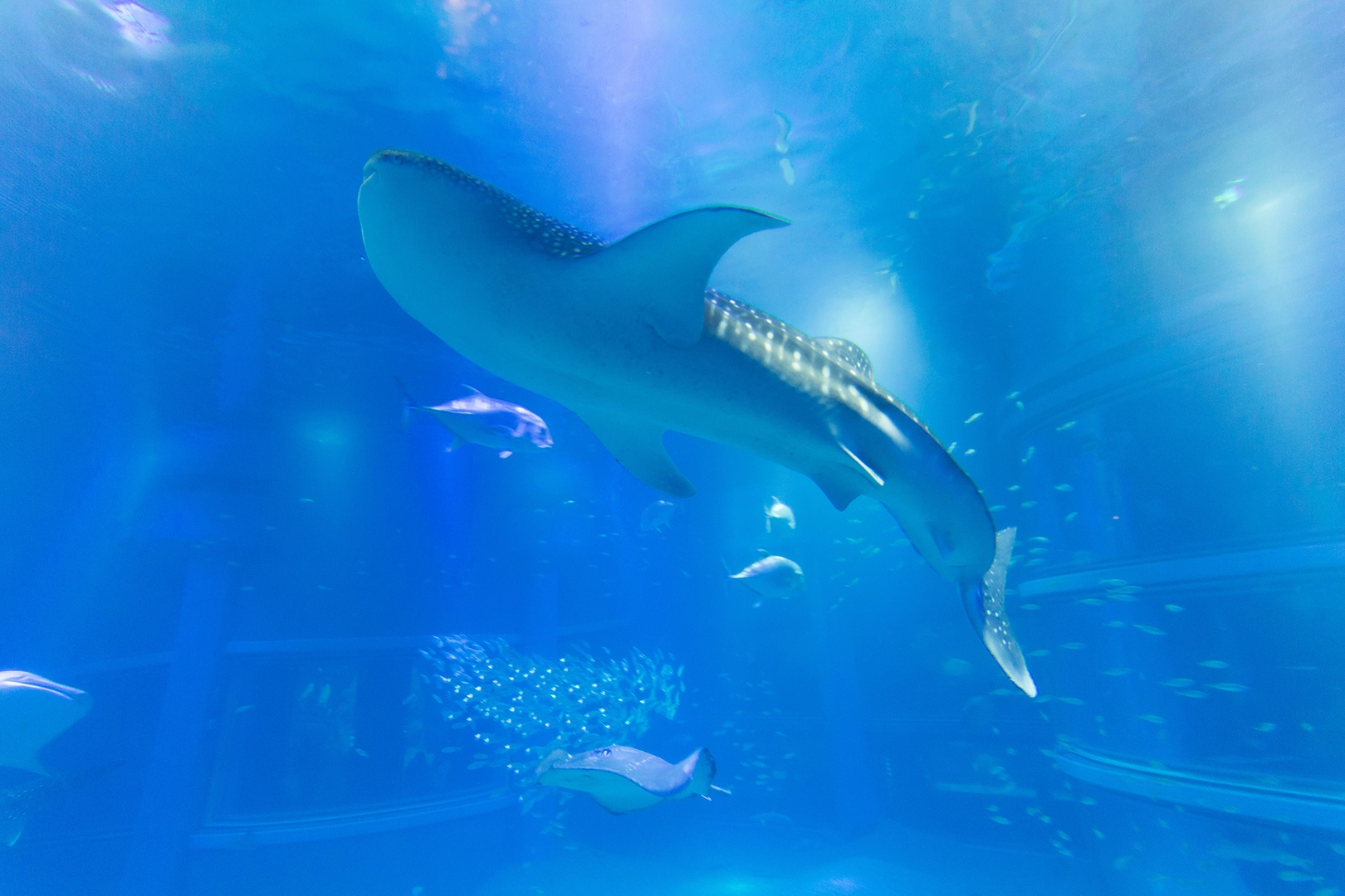 A whale shark swimming leisurely