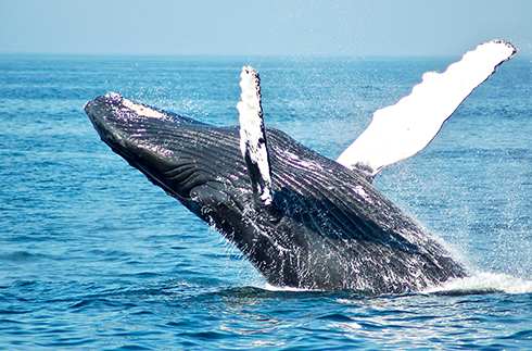 Experience the thrill of whale watching in Okinawa!