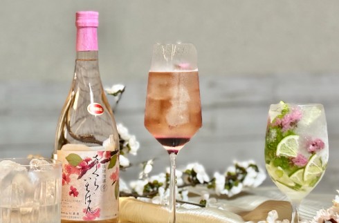 2026 이른봄 일본에서 가장 빠른 벚꽃감상 온화한 기후에서 거리를 걷는 것도 즐거움