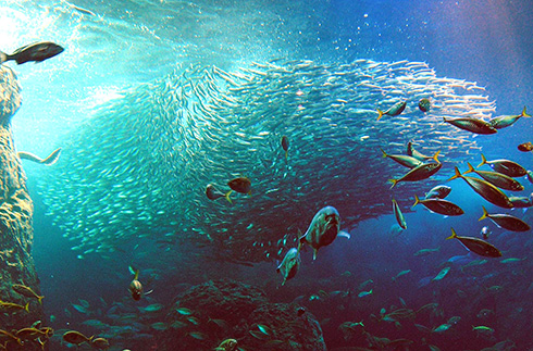 Enoshima Aquarium