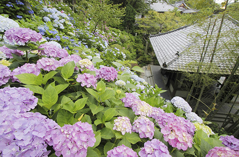 Hasedera Temple