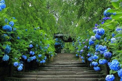 Meigetsu-in Temple