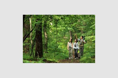 Nature Kids Forest House