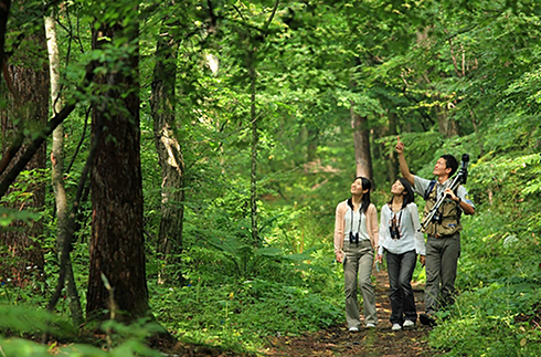 Nature Kids Forest House