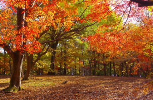 Musashi-Kyuryo National Government Park