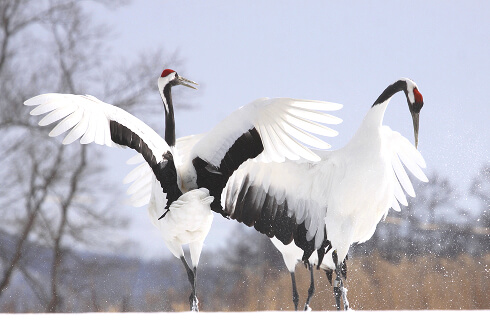 A red-crowned crane soaring in a silvery white world