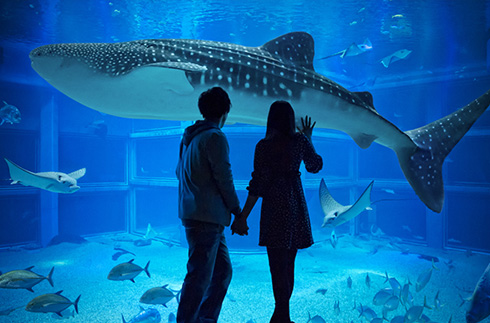 Kaiyukan Aquarium