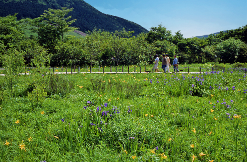 Hakone Botanical Garden of Wetlands