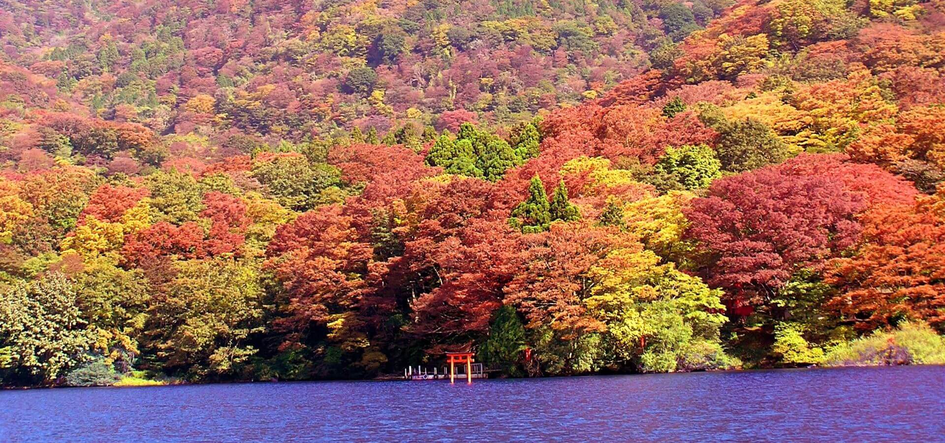 The forest of Hakone Kuzuryu no Mori