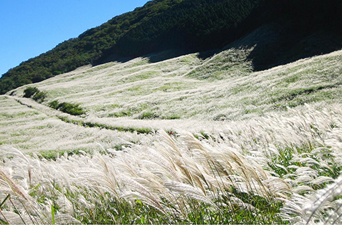 Sengokuhara Japanese Pampas Grass Field