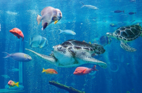 Hakone-en Aquarium