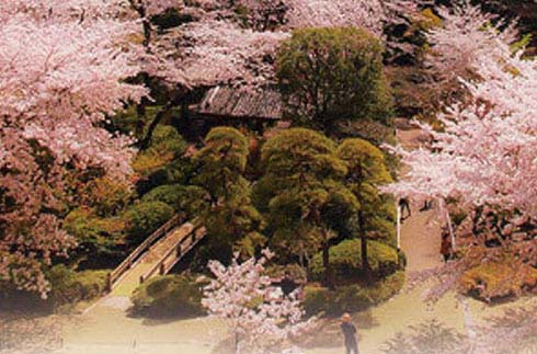 Tour to feel spring in Japan