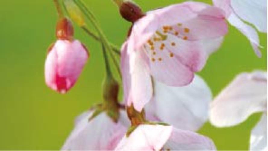 Cherry Blossom Haven: Takanawa - The Prince Sakura Tower