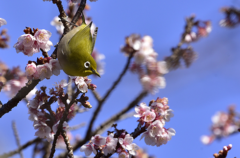 Bird watching