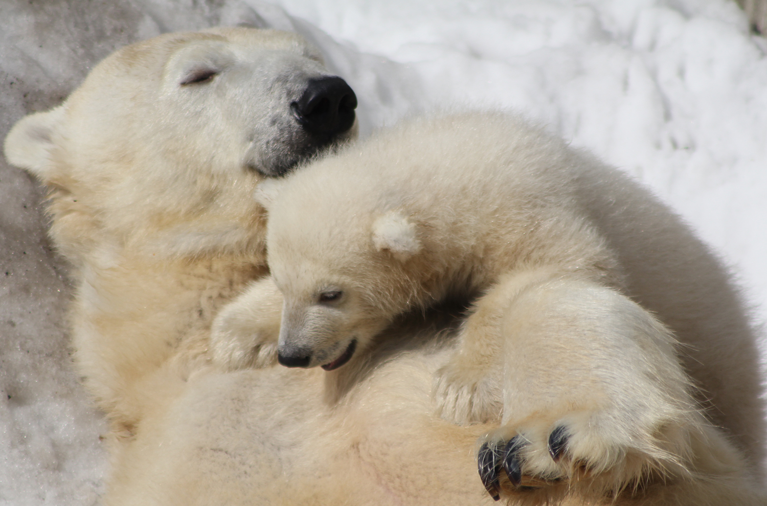 Sapporo Maruyama Zoo