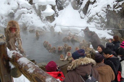 地狱谷野猴公园 (Snow Monkey)