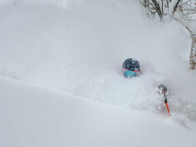 Shiga Kogen Trees