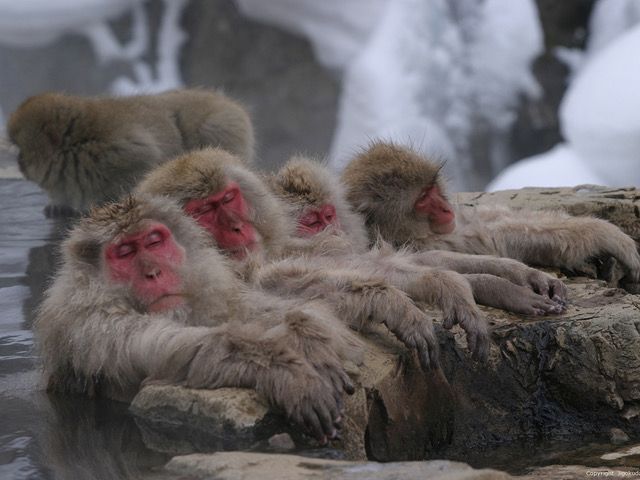 地狱谷野猴公园 (Snow Monkey Park)
