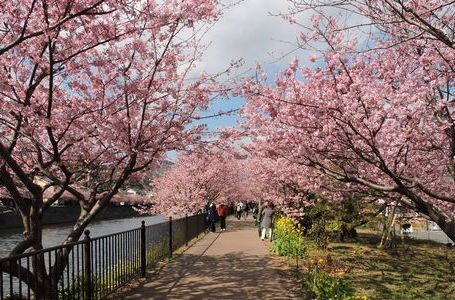 Kawazu Cherry Blossom Festival (Feb)
