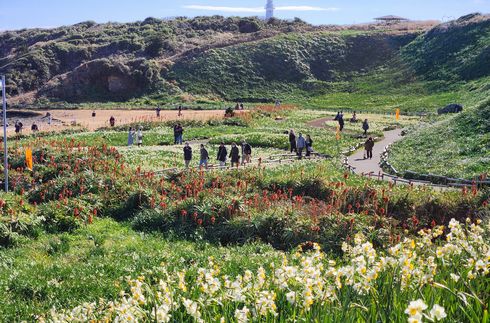爪木崎水仙花祭