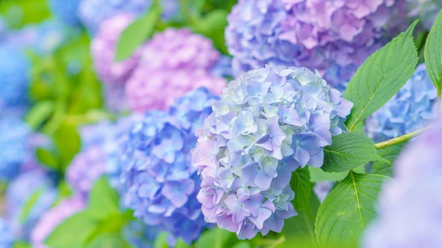 29458080_m●890x501