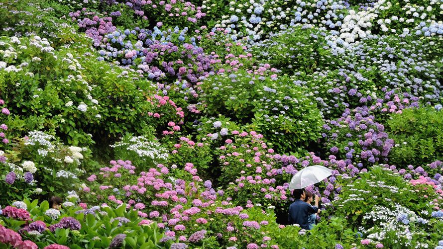 Hydrangea_03●890x501