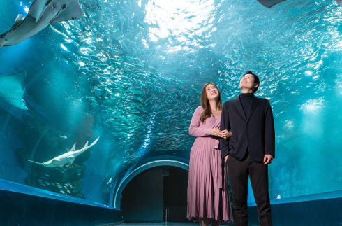 Christmas Aquarium Stay