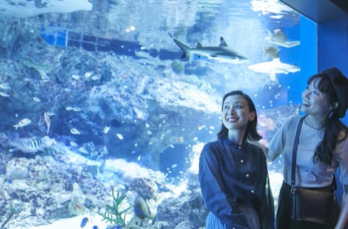 « Special Offer » AQUARIUM PACKAGE  (含早餐)