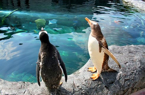 旭山動物園