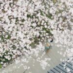 pla_garden-SS2-1-768x432-1-150x150