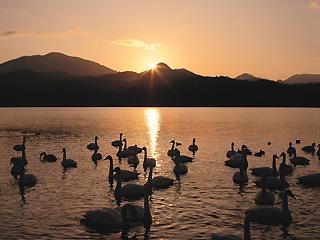 Lake Gosho and Flying Swans
