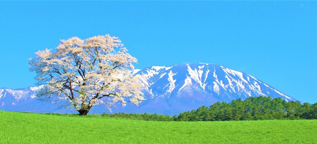 This image has an empty alt attribute; its file name is 一本桜2014_P5061240-2000x910-1-1024x466.jpg