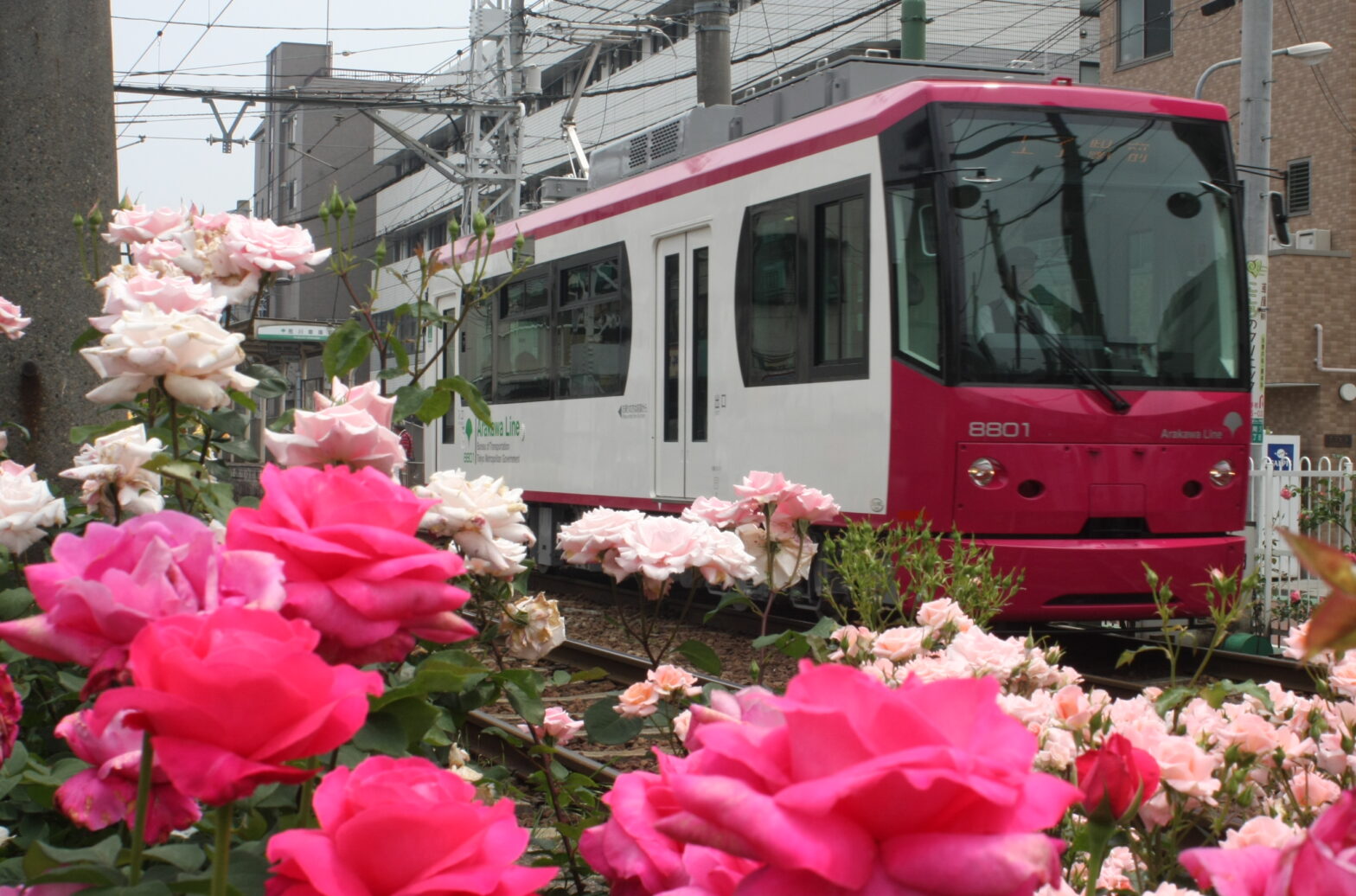 Tokyo Sakura Tram(Toden Arakawa Line)