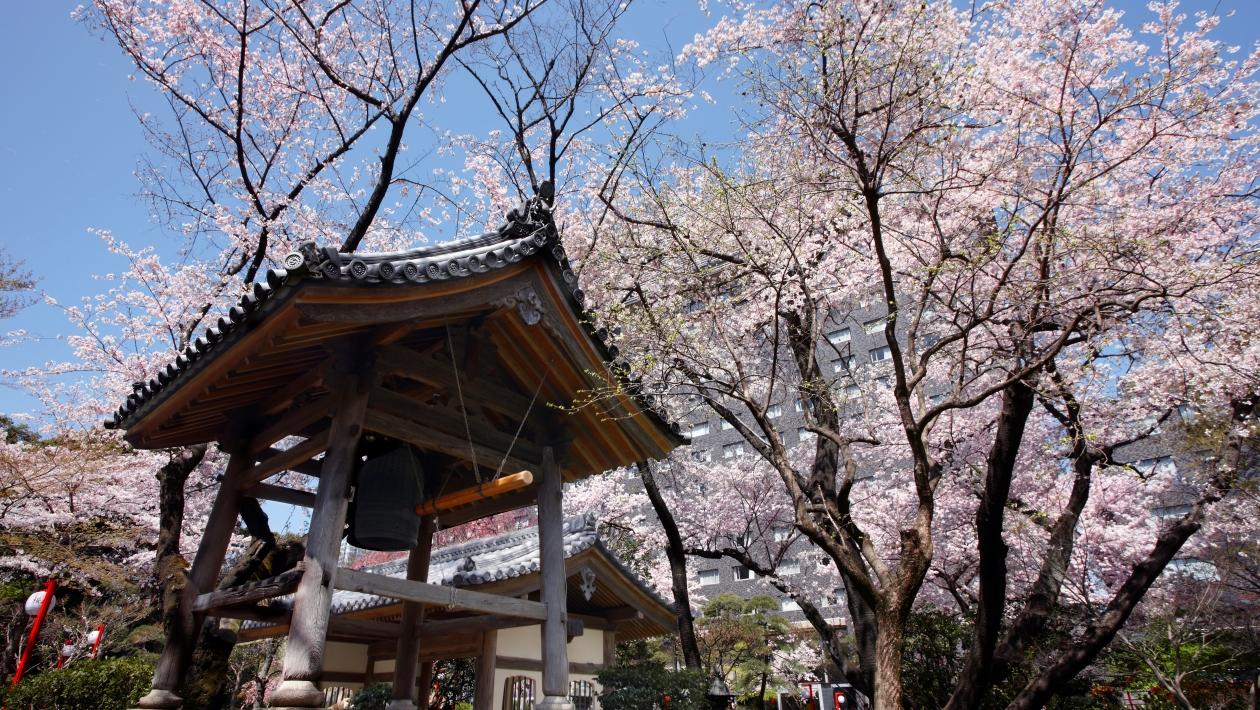 [Spring Season Only] Cherry Blossom Viewing Trip – Hanami Room Stay