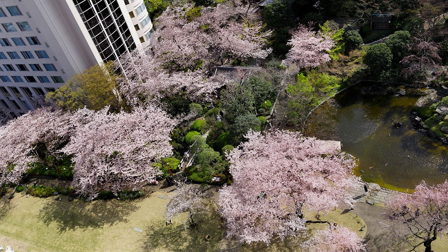 ph_takanawa_sakura_001trimed