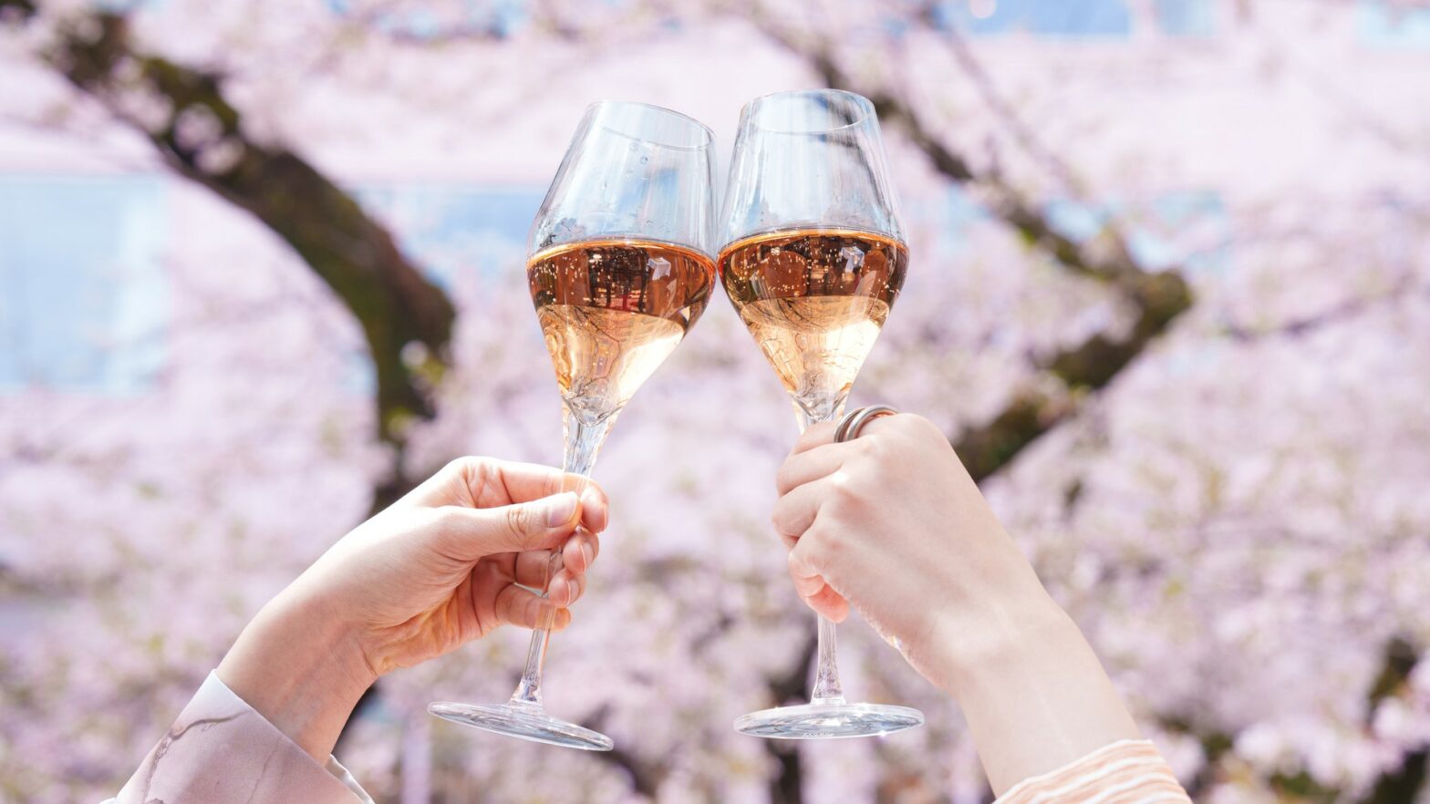 Takanawa Sakura Matsuri 2025 (Cherry Blossom Festival)