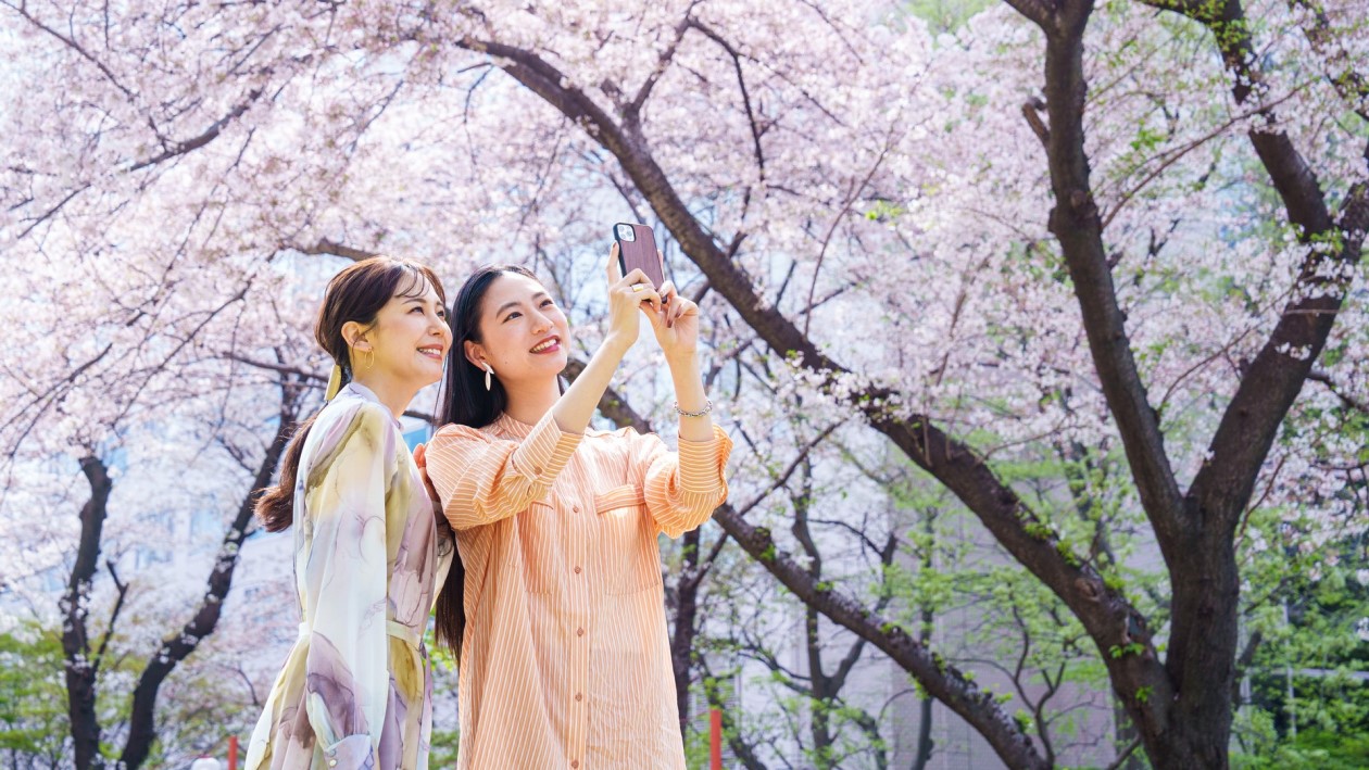 【Sakura Matsuri 2025】Stamp Rally with Cherry Blossoms in Takanawa