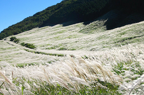 Japanese Pampas Grass Field in Sengokuhara