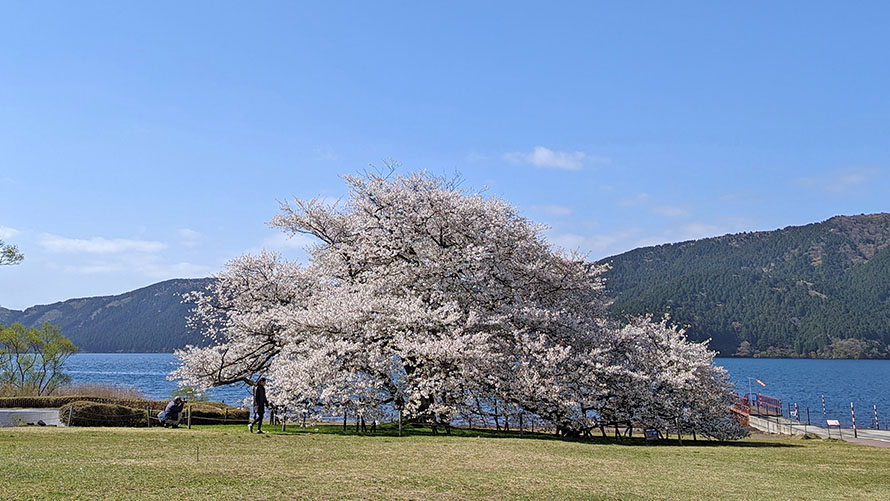 fetival_sakurafestival