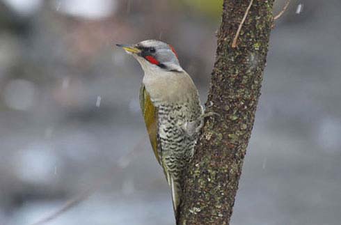 KARUIZAWA WILD BIRD PARK